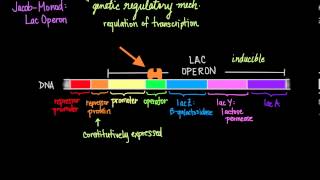 JacobMonod The Lac Operon [upl. by Poree]