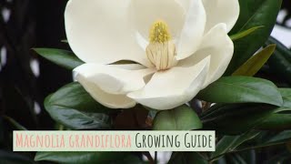 Magnolia grandiflora Growing Guide Southern magnolia by GardenersHQ [upl. by Anitnerolf939]