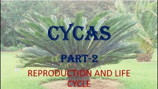 CYCAS  REPRODUCTION AND LIFE CYCLE HPU BSc 1st Year [upl. by Skyler]