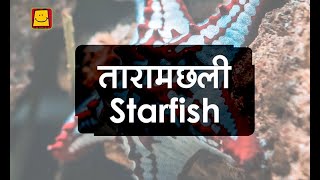 Starfish Hindi  तारामछली [upl. by Vassell]