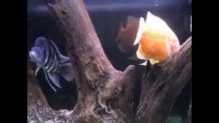 Aquarium life Part  12 Frontosa and oscar African and American cichlids aquarium care [upl. by Ellener]