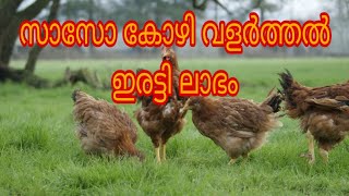 സാസോ കോഴി വളർത്തൽ Sasso chicken For Meat Different types of Chicken Breeds Travel Beeps [upl. by Girardo]