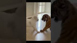 Tiger Puppy Vs Alabai Dog  Alabai Vs Tiger [upl. by Oirromed]