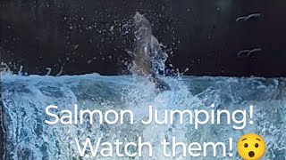 Salmon Jumping watch them salmonrun nature fishing livestream [upl. by Allemaj]