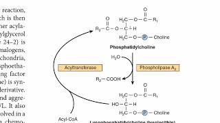 Phosphatidylcholine Metabolism  Lecithin Metabolism  Phospholipids Metabolism  G3P Biosynthesis [upl. by Yerffoeg739]