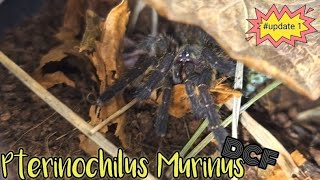 Pterinochilus Murinus  DCF MIKUMI OBT  tarantula fyp fypシ subscribe giantspider [upl. by Eniarrol]