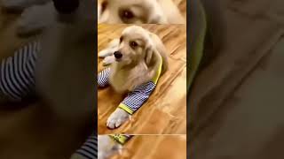 These Funny Dogs Will Brighten Your Day Instantly shorts [upl. by Naved]