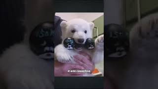 This polar bear will always be his baby animals story polarbear [upl. by Nej958]