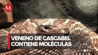 El veneno de la serpiente de cascabel como potencial tratamiento antibacteriano [upl. by Stewardson]