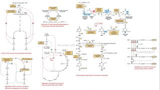 biosíntesis de novo pirimidinas regulación purinas bioquímica Harper [upl. by Enived519]