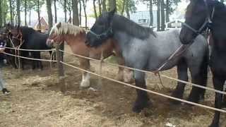 Pferdemarkt ZUIDLAREN PaardenmarktPferdeHolland 2015 NL Teil 1 [upl. by Lennahc566]