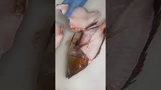 Amazing fish 🐟 cutting amazing skills seafood fish fishcutting video subscribe shorts love [upl. by Anire]