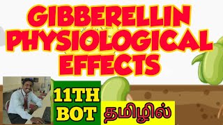 GIBBERELLINS PHYSIOLOGICAL EFFECTS  TAMIL  STD 11  PLANT GROWTH  PHYSIOLOGY [upl. by Annayt]