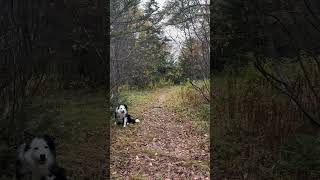 Autumn ASMR rustlingleaves wind bird calm nature outdoors bordercollie newfoundland [upl. by Bore]