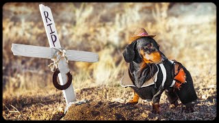 Goodbye Old Friend Cute amp funny dachshund dog video [upl. by Rosaleen]