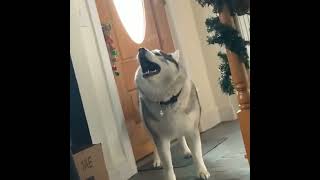 Siberian husky screaming too loudHusky Siberiano gritando muito altoshorts [upl. by Arretahs692]