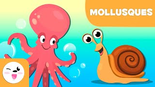 Les mollusques pour les enfants  Les animaux invertébrés  Sciences naturelles pour les enfants [upl. by Imehon230]