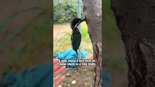 Kingfisher cute nature birds cuteanimal friendship animals [upl. by Tlihcox524]