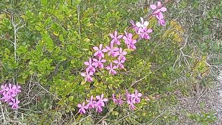 🟢LAELIA CINNABARIANAREGINAEFORNIERI ENCYCLIA DICHROMAACIANTHERA MICRO ORQUÍDEAS NA NATUREZA [upl. by Thanh]