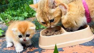 Foster kitten is mad at me while Im feeding her and daddy cat is stealing her food So cute [upl. by Nachison]