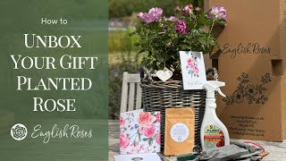 How to Unbox Your Gift Planted Rose  English Roses [upl. by Martin]