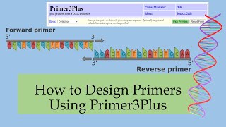 How to Design Primers Using Primer3Plus [upl. by Atlee]