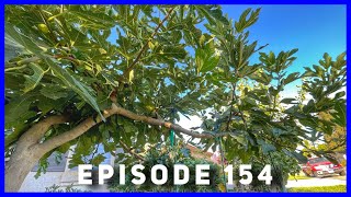 Harvest Figs like Grapes 🍇  Espalier Ep 154 [upl. by Ahidam]