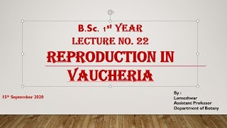 Reproduction in Vaucheria [upl. by Etam636]