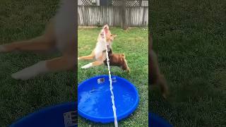 Funny dog behavior 🤣🤣shorts youtubeshorts animals pets cute funny dog [upl. by Humph]