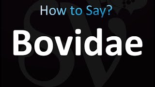 How to Pronounce Bovidae correctly [upl. by Jamaal]