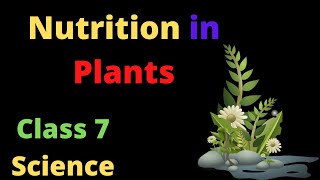 Nutrition In Plants  Introduction Class 7 Science [upl. by Shien]