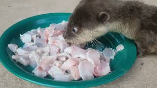 Special Yummy Cute Otters Baby [upl. by Nelleoj48]