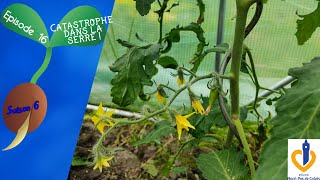 🍅S6  Episode 16  Catastrophe dans ma serre à tomates 🍅 [upl. by Jandy207]