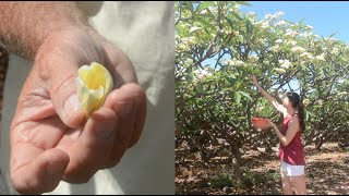 Molokai Plumerias How to Properly Pick a Plumeria [upl. by Tail834]