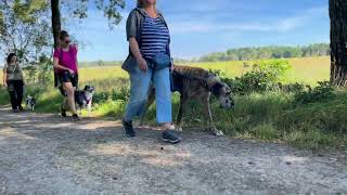 Hundebegegnungen trainieren mit Tackenberg  Social Walk 2023 Vlog [upl. by Oren904]