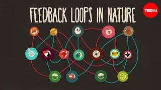 Feedback loops How nature gets its rhythms  AnjeMargriet Neutel [upl. by Oidivo377]