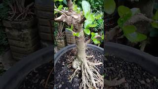 ▶️PERHATIKAN‼️HAL PENTING SETELAH PROSES PRUNING PEMANGKASAN BONSAIponco13net bonsai shorts [upl. by Hallimaj]