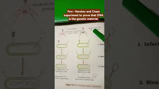 Hershey and Chase experiment  Ch Genetics  class 12  neet  biology motivation [upl. by Zubkoff]