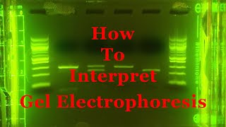 Interpreting Gel Epectrophoresis [upl. by Janek]