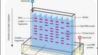 gel electrophoresis class 12 biotechnology [upl. by Seidnac]