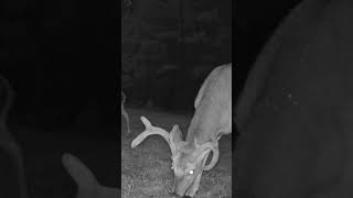 Trail Cam Captures Awesome Buck UpClose Wildlife Footage [upl. by Hamal586]