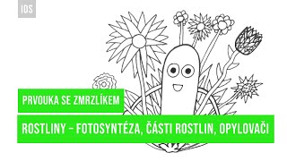 PRVOUKA SE ZMRZLÍKEM  rostliny – fotosyntéza části rostlin opylovači  IDS [upl. by Gnihc]