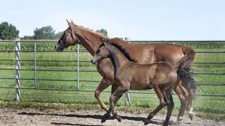 Westphalian Horse  horse breed [upl. by Ahsekam]