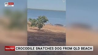 Crocodile snatches dog from QLD beach [upl. by Redford]