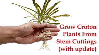 Grow croton plants from stem cuttings [upl. by Michele869]