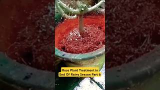 Rose Plant Treatment in End Of Rainy Season  Part6 rose plantcare garden shorts youtubeshorts [upl. by Xavler]