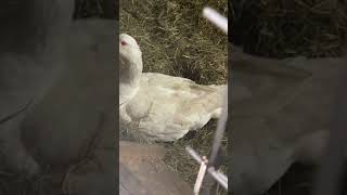 Goose laying an egg [upl. by Adriene19]