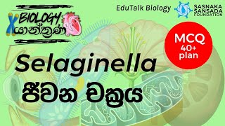 Selaginella ජීවන චක්‍රය  Selaginella Life Cycle  EduTalk Biology [upl. by Ylhsa258]