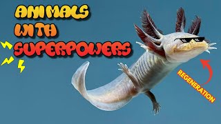 Top 8 Animal Superpowers You Won’t Believe  Animal superpowers 🐙⚡🦐🪲🐾 [upl. by Nylhtac]