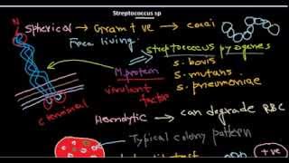 Streptococcus introduction [upl. by Athalia541]